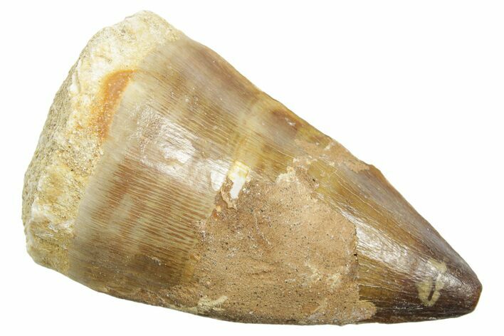 Bargain, Fossil Mosasaur (Thalassotitan) Tooth - Morocco #364043